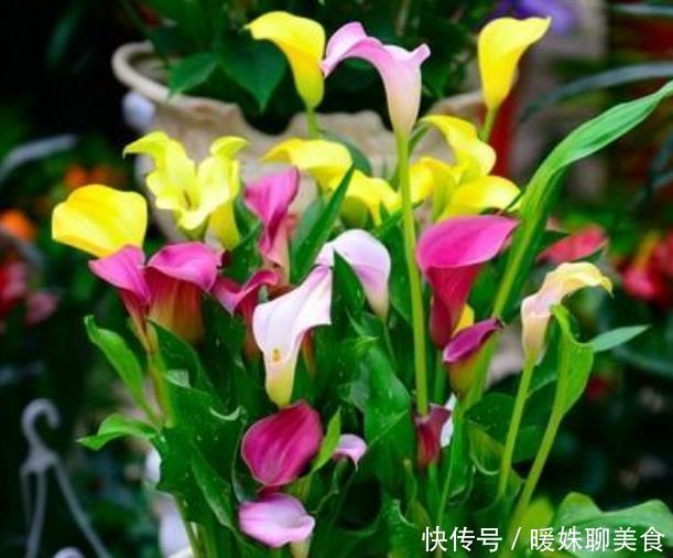 阳台养上4种花,直接变成小花园,浇水越多开花越多,美爆一整夏