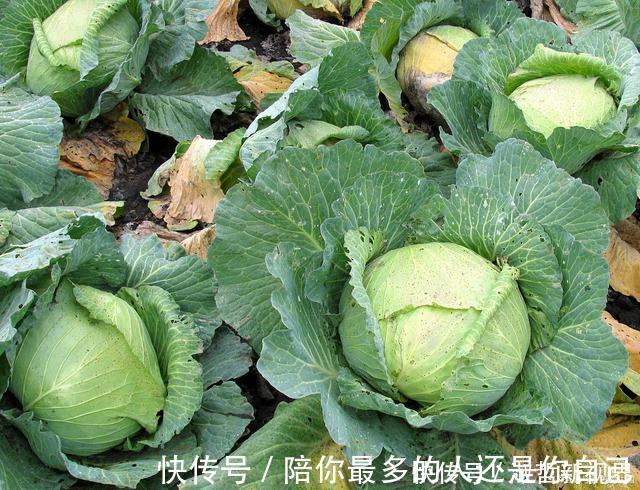 雌激素|四种食物,堪称“催老剂”,女性若管不住嘴,老得快也怪不得别人