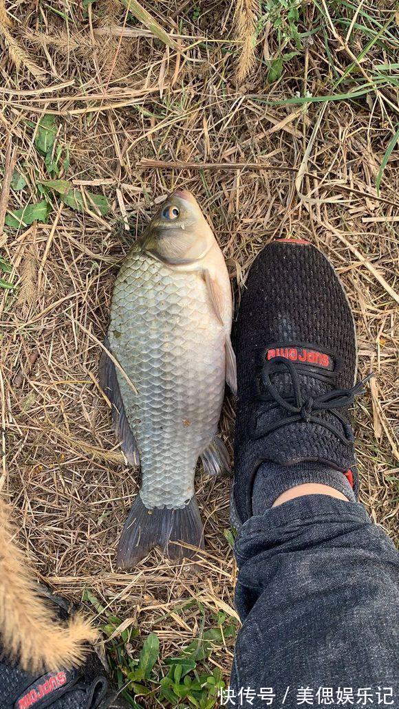 初夏钓大板鲫攻略,产完卵会去这几个地方,用对方法爆护不难