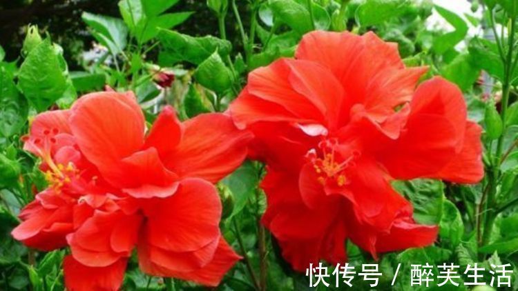 玫瑰海棠|养花就养个花期长的,花大色艳,花姿妖娆,四季繁花似锦