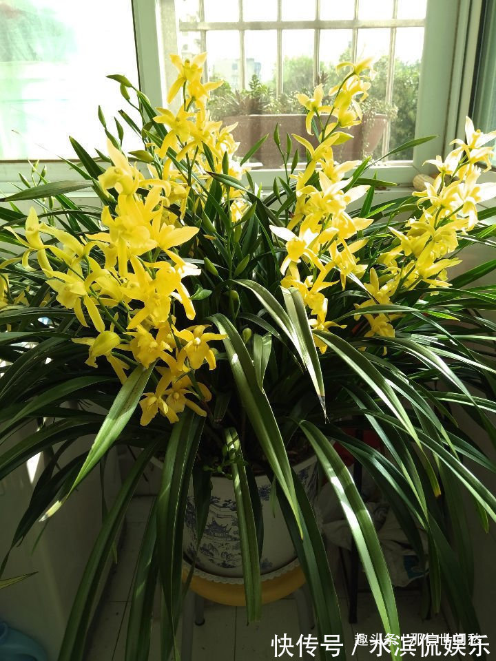 品种|喜欢玫瑰,就试试“珍稀品种”香云,芳香四溢,花朵鲜艳,好美