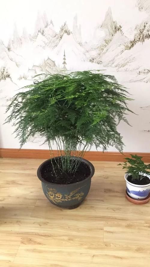  厨房|文竹放厨房，虎皮兰放暗卫，要坏事儿，黄叶又烂根，很容易养死！