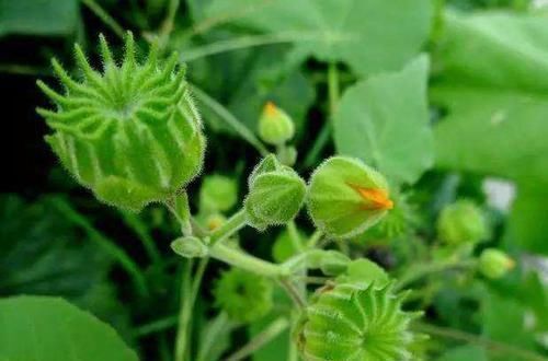 野生植物|房前屋后的茼麻,根和叶子都能入药,止咳化痰,还能治疗关节痛