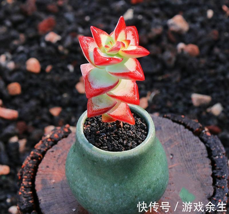 养多肉就选自由女神,养护简单易爆盆,叶片深红又肥美,很漂亮