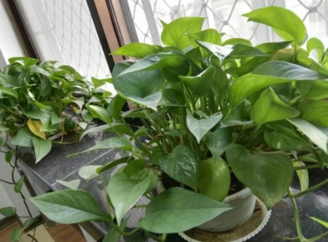 新芽|夏天“绿萝”总黄叶学会1招,叶片油绿,新芽猛抽,1月长1米长