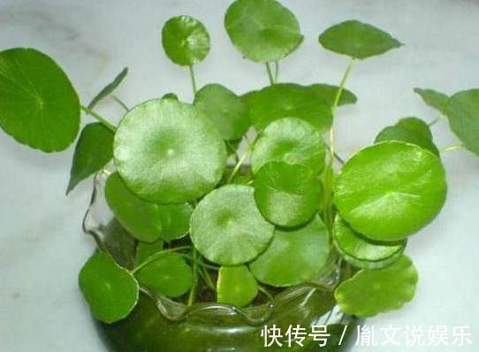 6种号称养不死的花,一不小心就能养爆盆,养花小白都能养很好