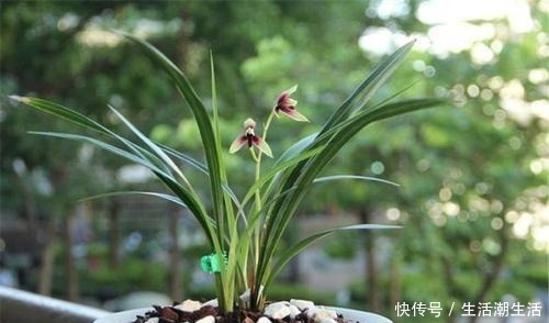 花友|兰花冒出一串黏黏的“小水珠”,恭喜你,终于撞“大运”了!