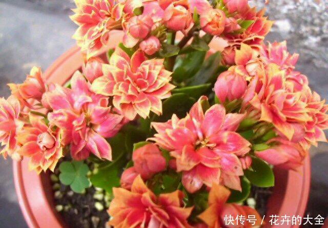 懂花的人，喜欢这5种盆栽，“花比叶子多”，轻松养到爆盆