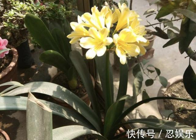 什么啤酒水、鸡蛋壳，也比不上“它”，煮熟后放盆里，啥花都旺！