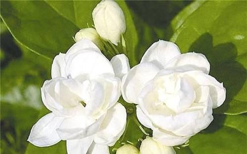 最厉害的养花营养液：给茉莉花喝一勺，叶片翠绿，开出层叠群花