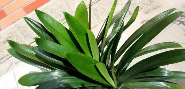 啤酒养花的正确姿势学会了吗?掌握方法,养花爆盆,开花不断!