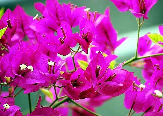 三角梅小苗,施肥选择好,让它根系变强大,枝繁叶茂,花开爆盆