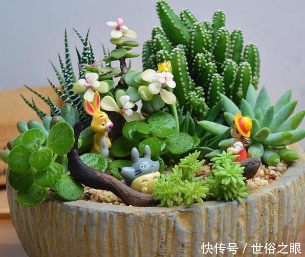 养多肉,一到夏季就徒长、黑腐、化水谨记3点保管枝叶繁茂