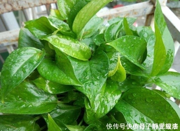 到了夏天,6种花变成“大水桶”,一天不浇就变丑,浇水就绿油油