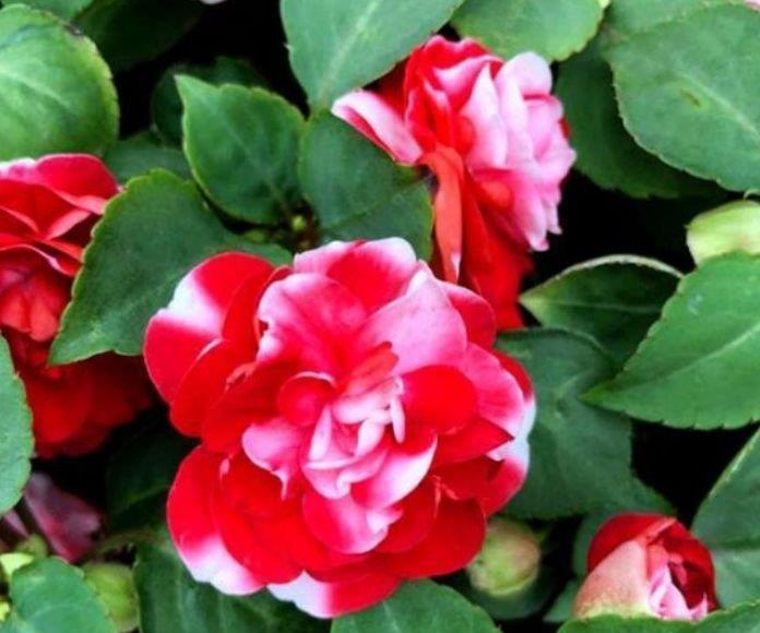 养花|养花就养个花期长的，花大色艳，人见人爱，养100盆也不多！