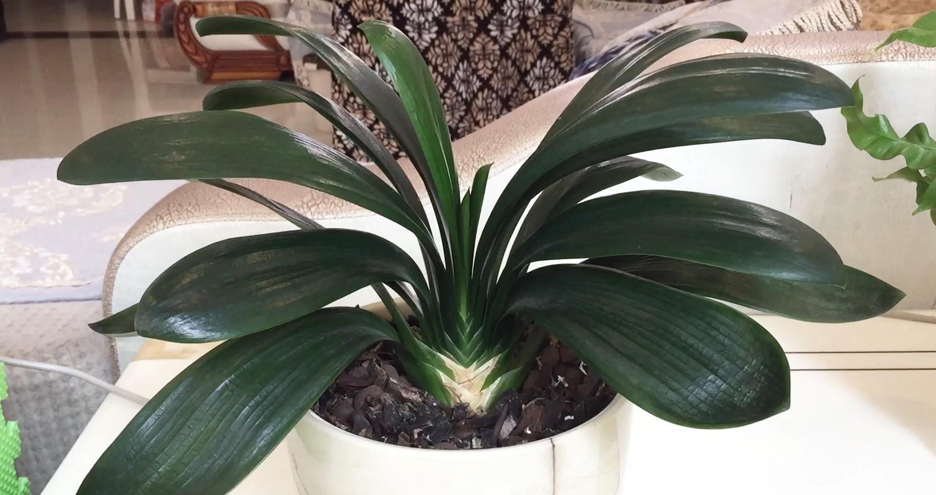 浇水|家养君子兰最简单的配土、施肥方法,不会烂根、好养