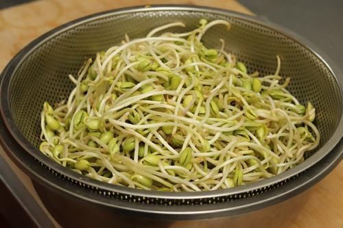 营养|想吃豆芽不用买了,教你在家发豆芽,5天就能吃,脆嫩营养又卫生