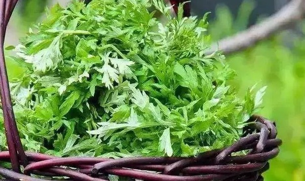 野菜|手脚冰凉别担心,一款野菜放心吃,看完赶紧学起来吧