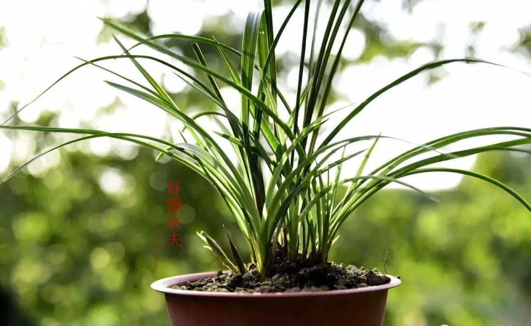 炭疽病|养兰花,比软腐病威胁更大的,是容易治好的炭疽病