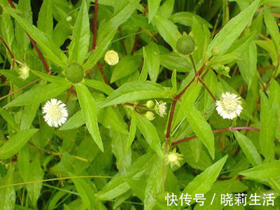 本草纲目|治疗白发的杂草,田间随处可见,知道的人不多
