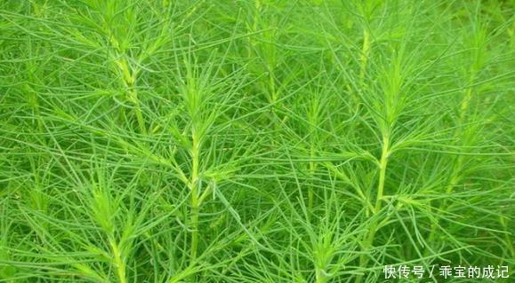 野菜|农村遍地都是的3种野菜,不仅味道鲜美,而且营养丰富,有益健康