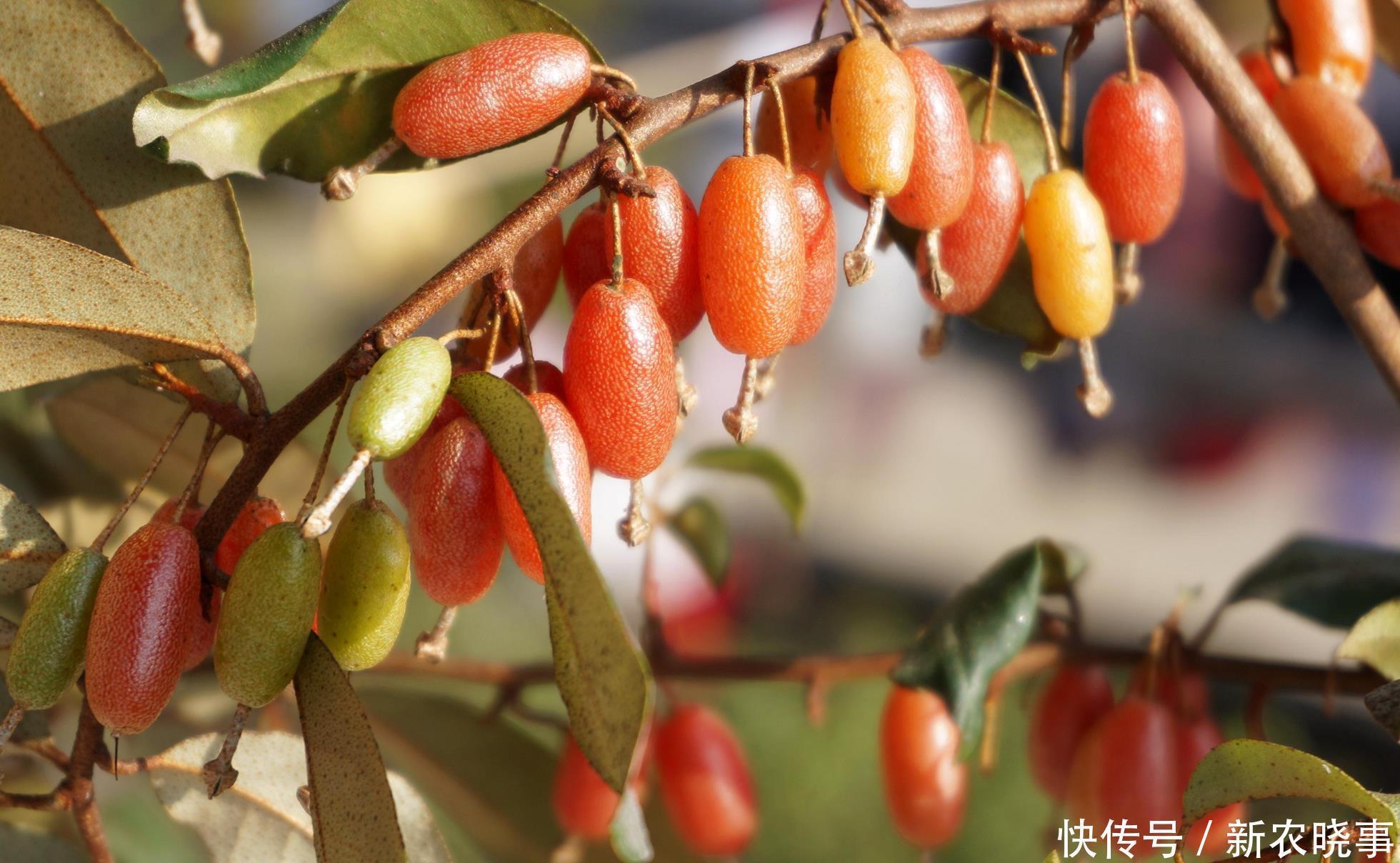 人称“羊奶果”,小时候常常吃,如今城里盆栽做盆景,已成稀罕货