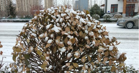 景色——灵寿县冬日的雪景