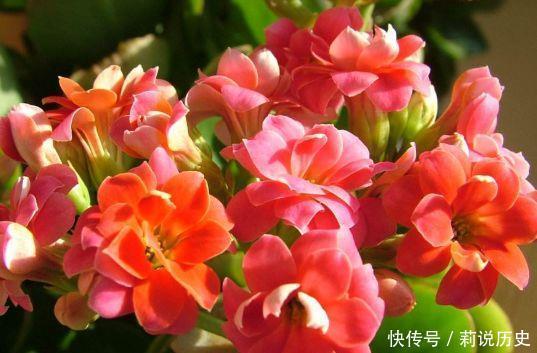 4种花开花爆盆很简单,沾土就能活,满树都是花朵