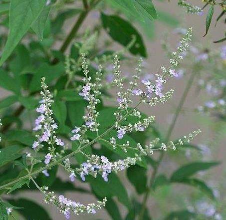 乡下一种“柴火木”,年年砍不绝,如今做成高档盆景,很受人欢迎