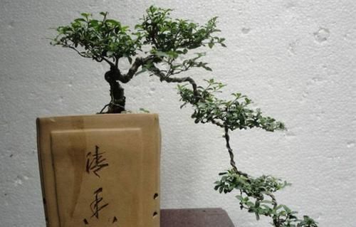 生长|六月雪做成盆景,枝叶清秀,开花似雪,姿态优美