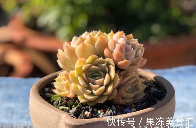 多肉昂斯诺是好品种,最少能找出4个优点来,但也有3个明显的缺点