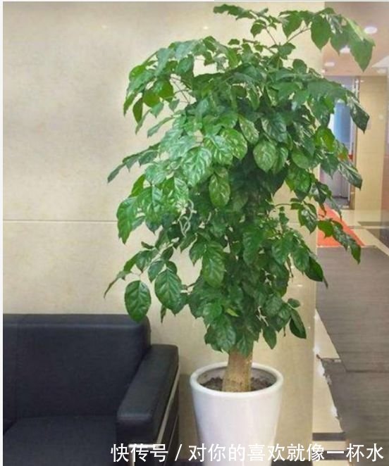 4种花很好养,耐热耐晒更耐旱,夜里释放氧气,空气清新,助睡眠