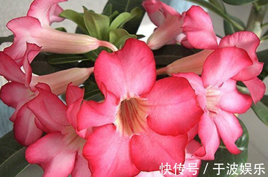 角堇|夏天养此款花卉,长势好、花色艳,雍容华贵,养护简单