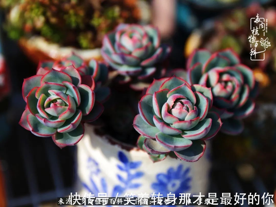 曾经的美肉，谢谢你们都惊艳过时光，谢谢你们都陪过我！