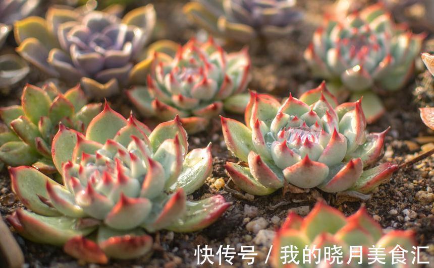 多肉植物|养根得靠土,浅谈如何选购多肉植物栽种基质