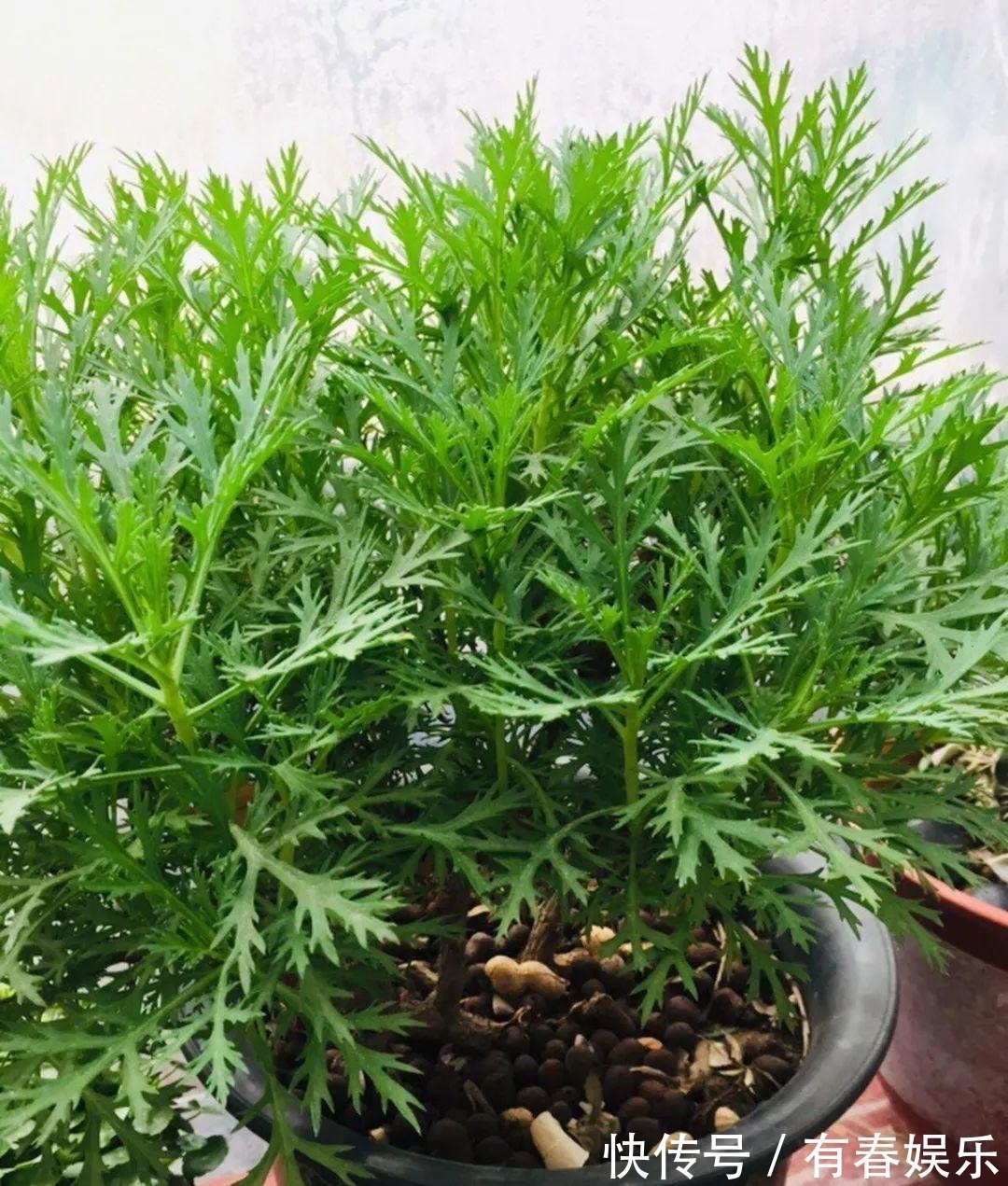 玛格丽特|现在养花要重剪,剃光头,撸光叶,越狠越爆盆