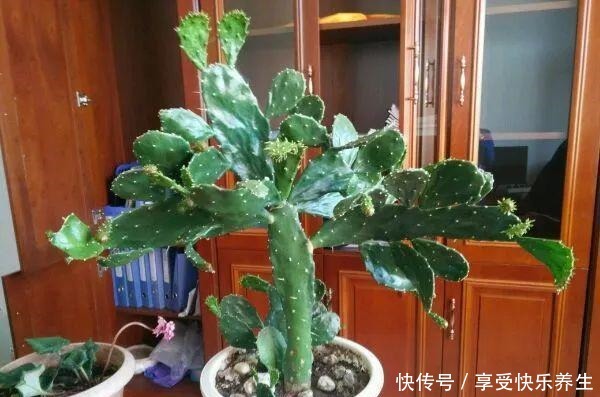 8种镇宅花,窗户边养一棵,霸气又镇宅!