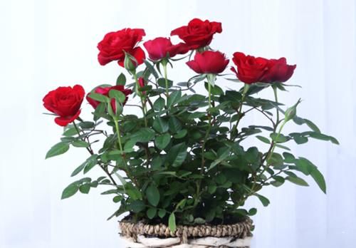 这五种花摆放在家里，娇艳高贵又芬香，净化杀菌还养人