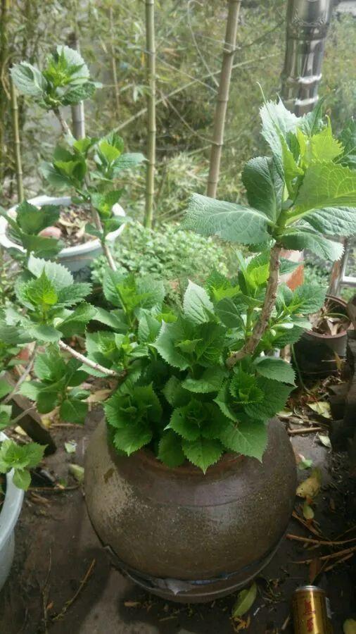 腌咸菜的坛子钻个孔,养花变成巨无霸,特美!