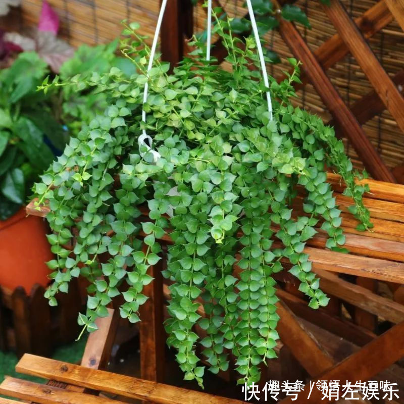 8种与“财”有关的植物,家里养几盆,招财旺宅,人人都喜欢!