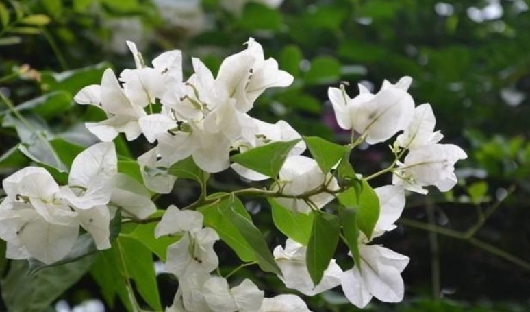 给三角梅修剪，做好“2点”，快速萌芽，花开满枝，还能插杆哦