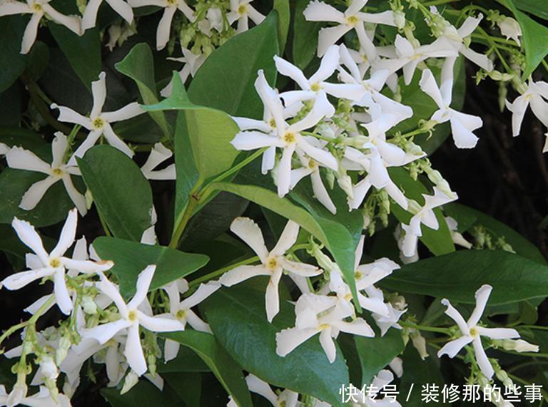 茉莉|三种茉莉花,各有各的美,别只养普通茉莉了
