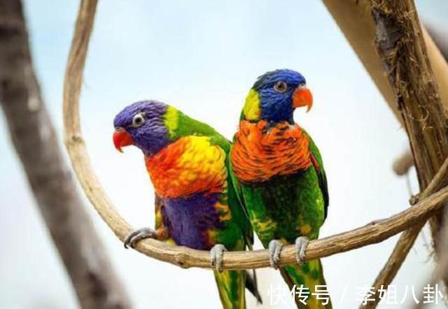 纪晓岚$乾隆上联:鼠无大小皆称老,纪晓岚对出下一联,堪称“千古绝对”