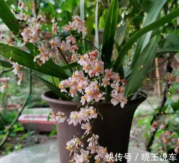 蟹爪兰|适合冬天养的8种漂亮花，被称作“开花机器”，好养好美易爆盆