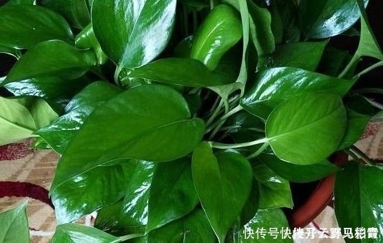 按需施肥太累人，不如就拿它当花土，养啥花都没问题!