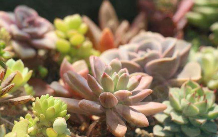养多肉常见的3个误区,大部分花友都中招了,难怪肉肉养不胖