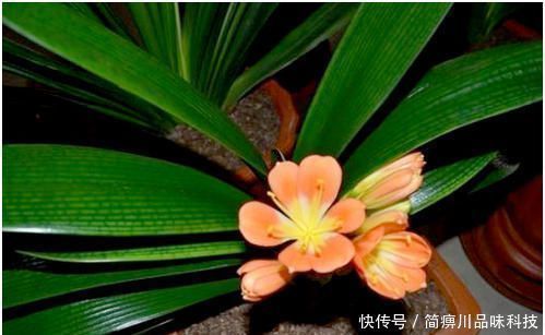 阿司匹林|什么黄豆水、淘米水都不如一粒药片,用来养花,无异味,养啥旺啥