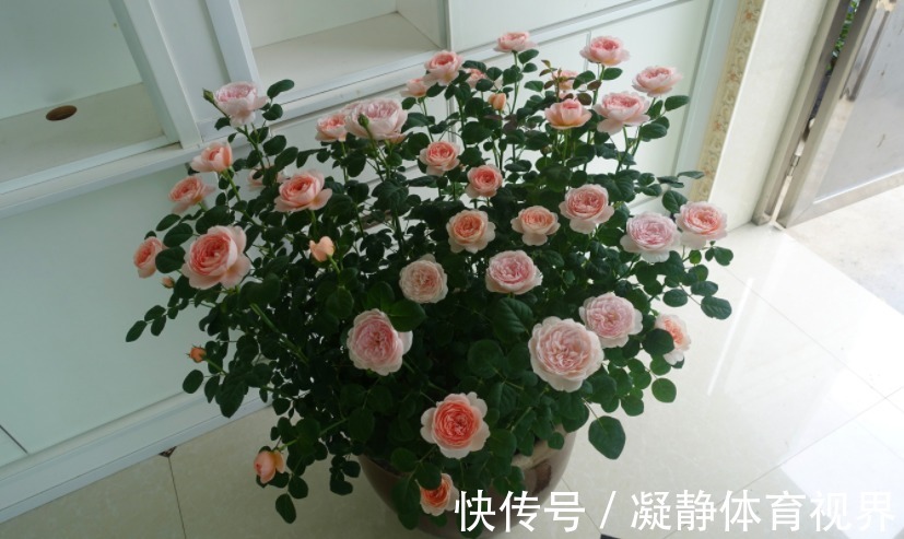 喜欢月季,挑这3样微型种盆栽,搁阳台养眼,打理难度低