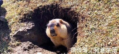 莫斯卡|我国又一川西秘境被发现！到处是萌萌土拨鼠，让你来了就不想走！