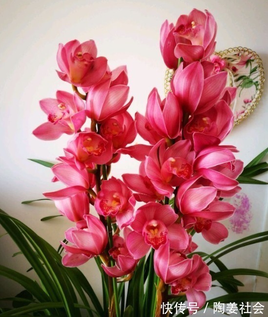 喜欢菊花,不如试试“精品玫瑰”路易十四,高贵典雅,羡煞旁人!